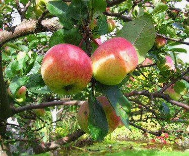 Яблоня (летние сорта)