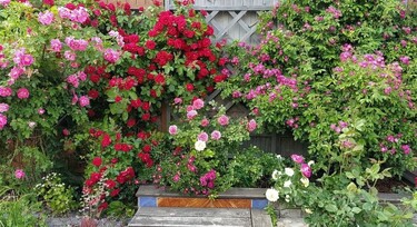 Садовые стены из роз в моем саду