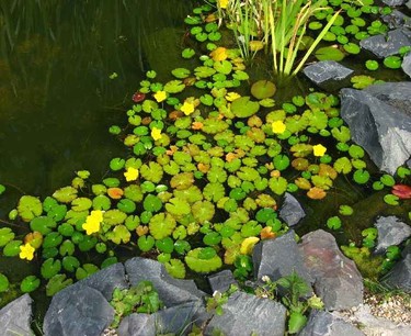 Другие растения с плавающими листьями