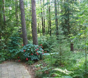 Сад в сосновом лесу