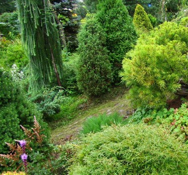 Древесные растения для сада на склоне